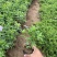 精品肥皂草优质肥皂草