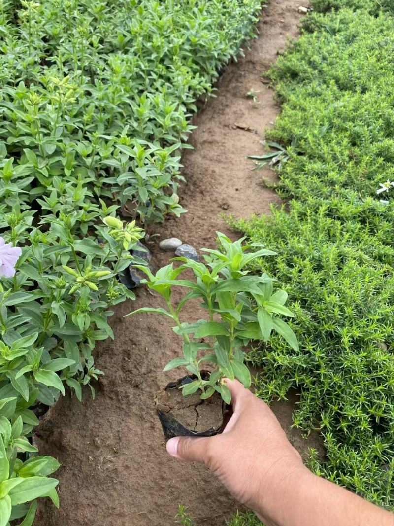 精品肥皂草优质肥皂草