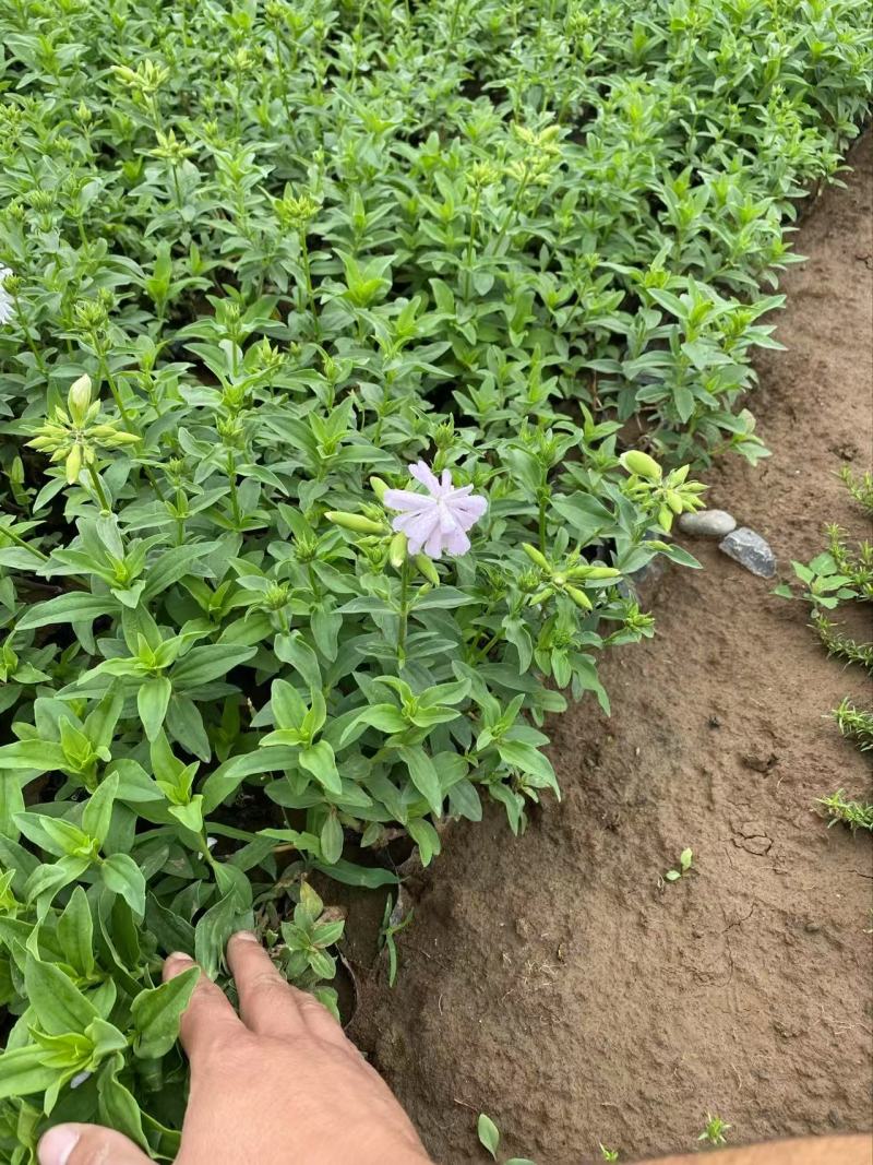 精品肥皂草优质肥皂草