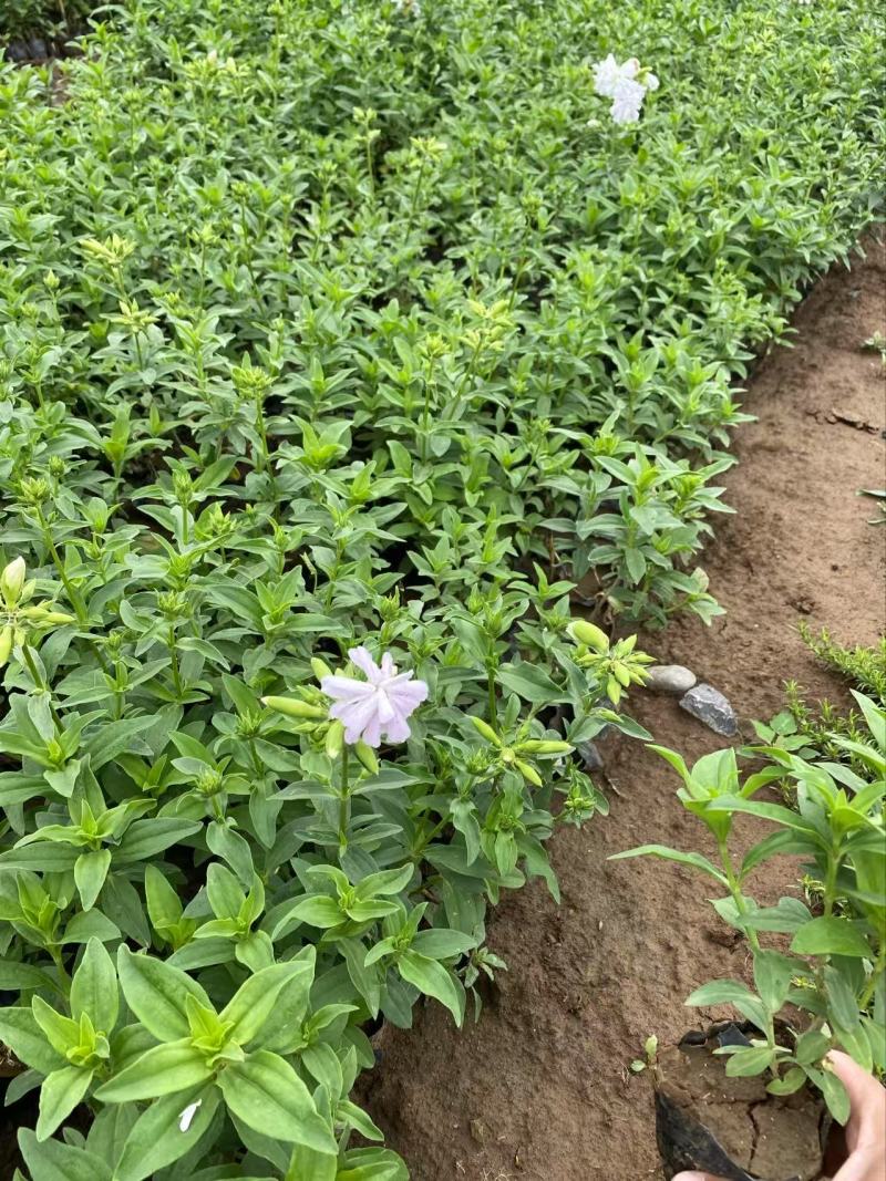精品肥皂草优质肥皂草