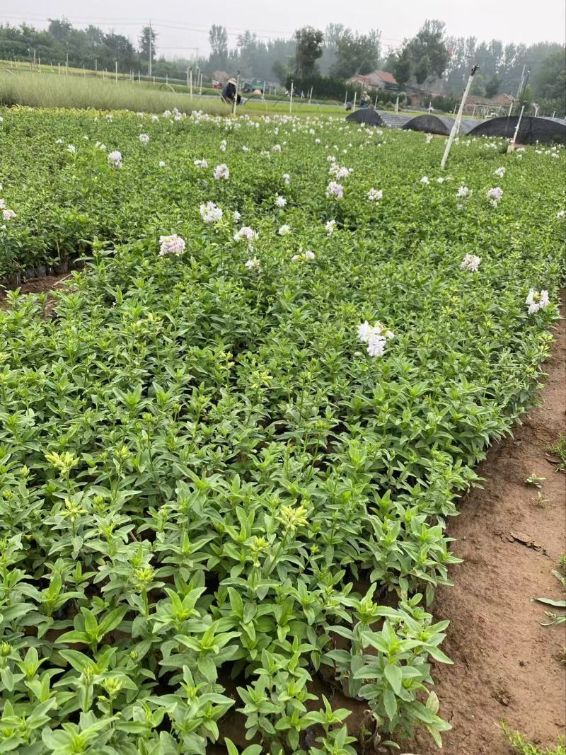 精品肥皂草优质肥皂草