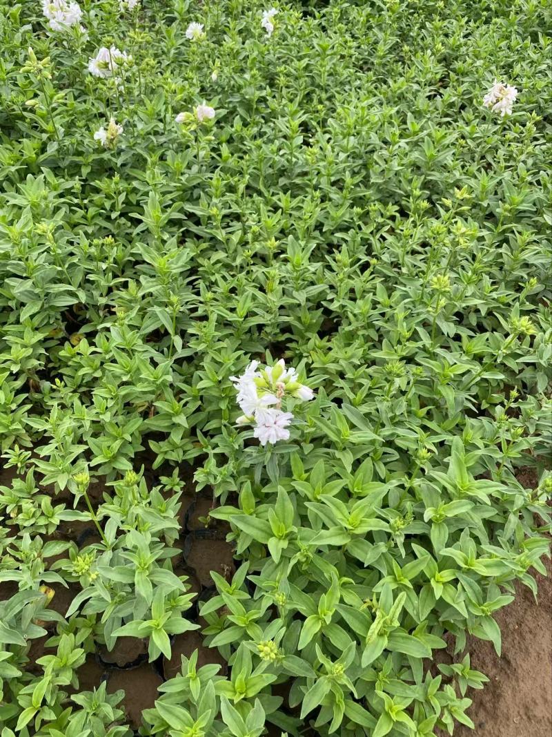 精品肥皂草优质肥皂草
