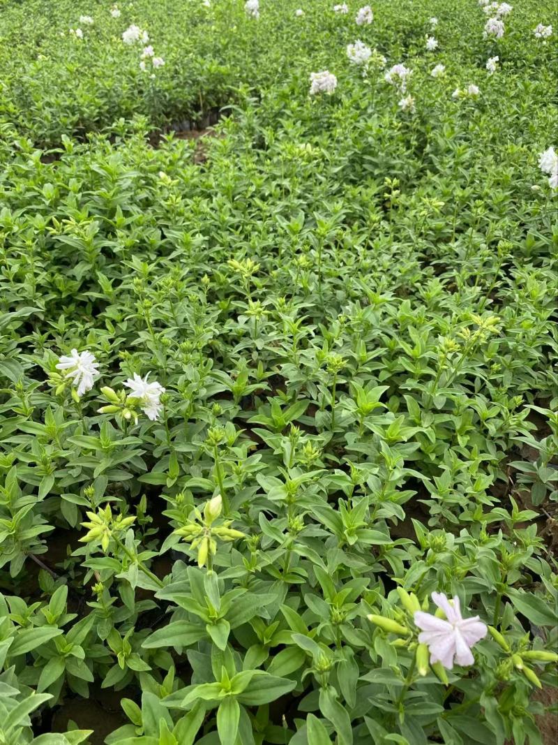 精品肥皂草优质肥皂草
