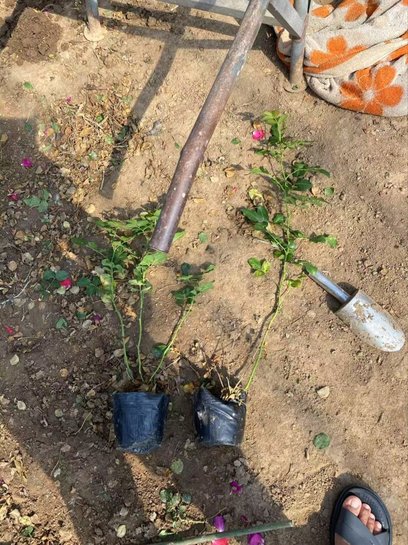 精品蔷薇优质大花蔷薇。