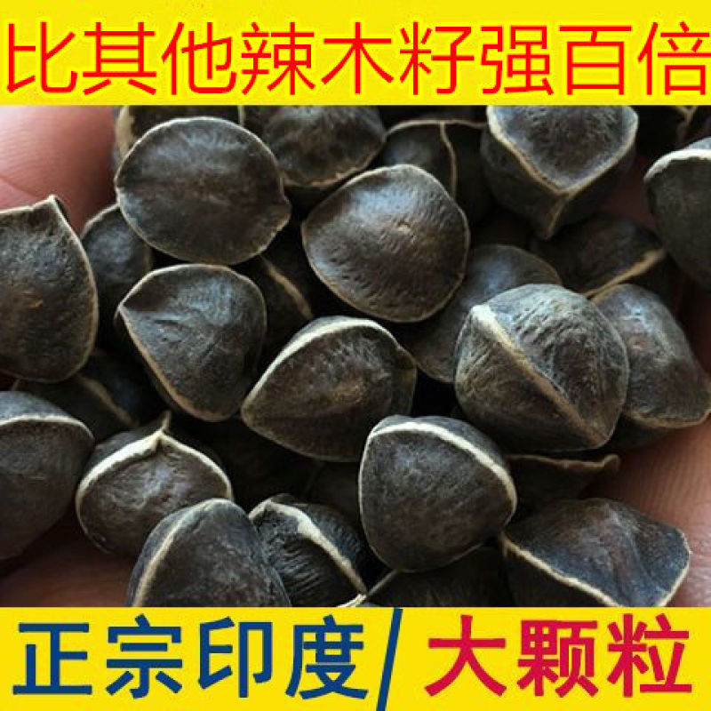 辣木籽正宗印度进口野生老树食用减解茶大果500g/10