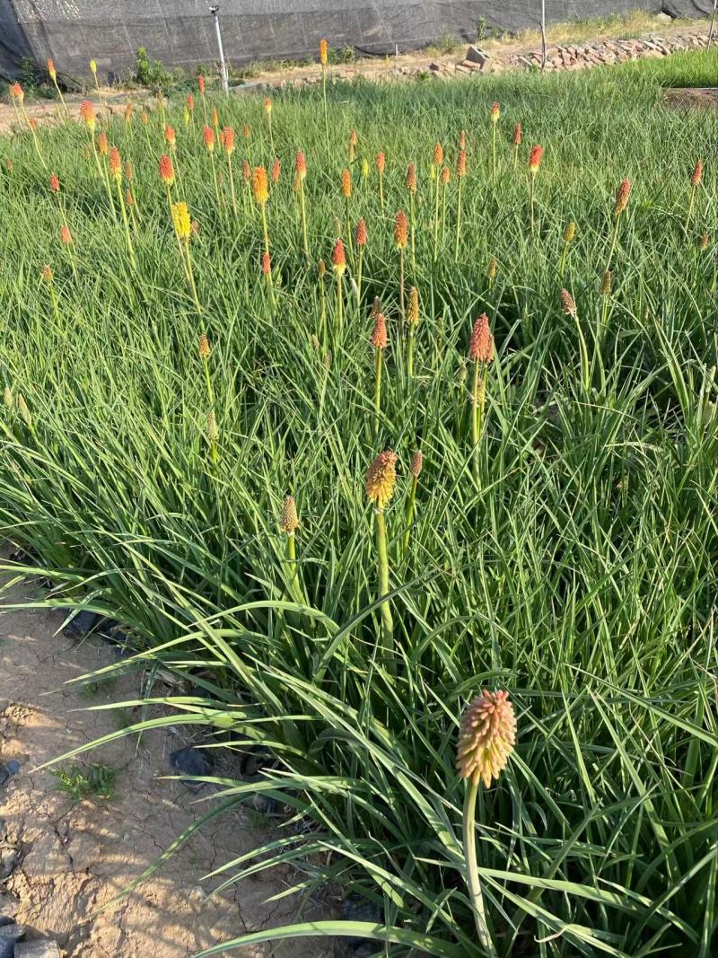 精品火炬花优质火炬花火炬花自产自销