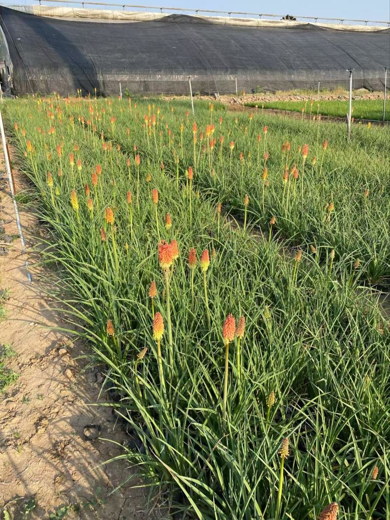 精品火炬花优质火炬花火炬花自产自销