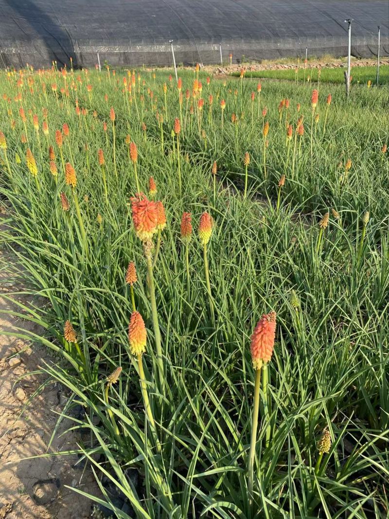 精品火炬花优质火炬花火炬花自产自销