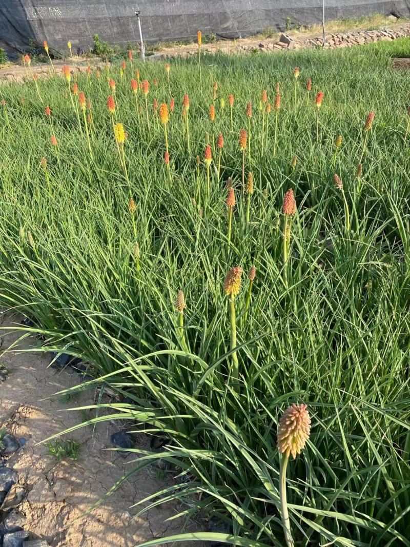 精品火炬花优质火炬花火炬花自产自销