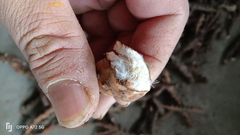 基地直供大叶红心石菖蒲苗，大量上市，可视频看货