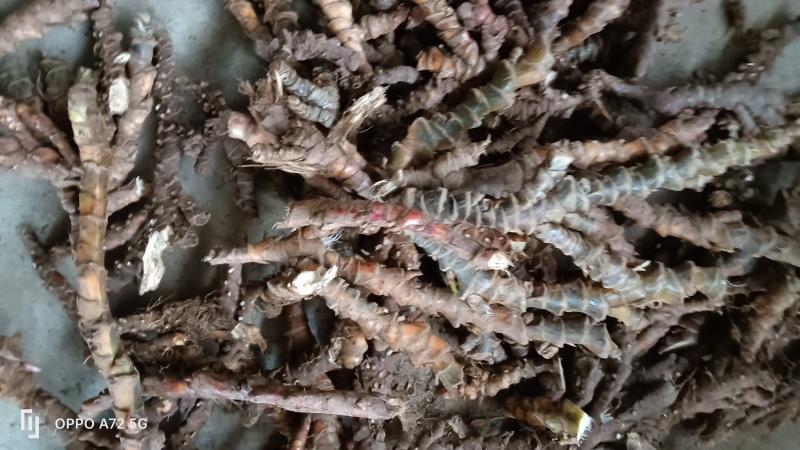 基地直供大叶红心石菖蒲苗，大量上市，可视频看货