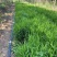 精品小盼草优质小盼草