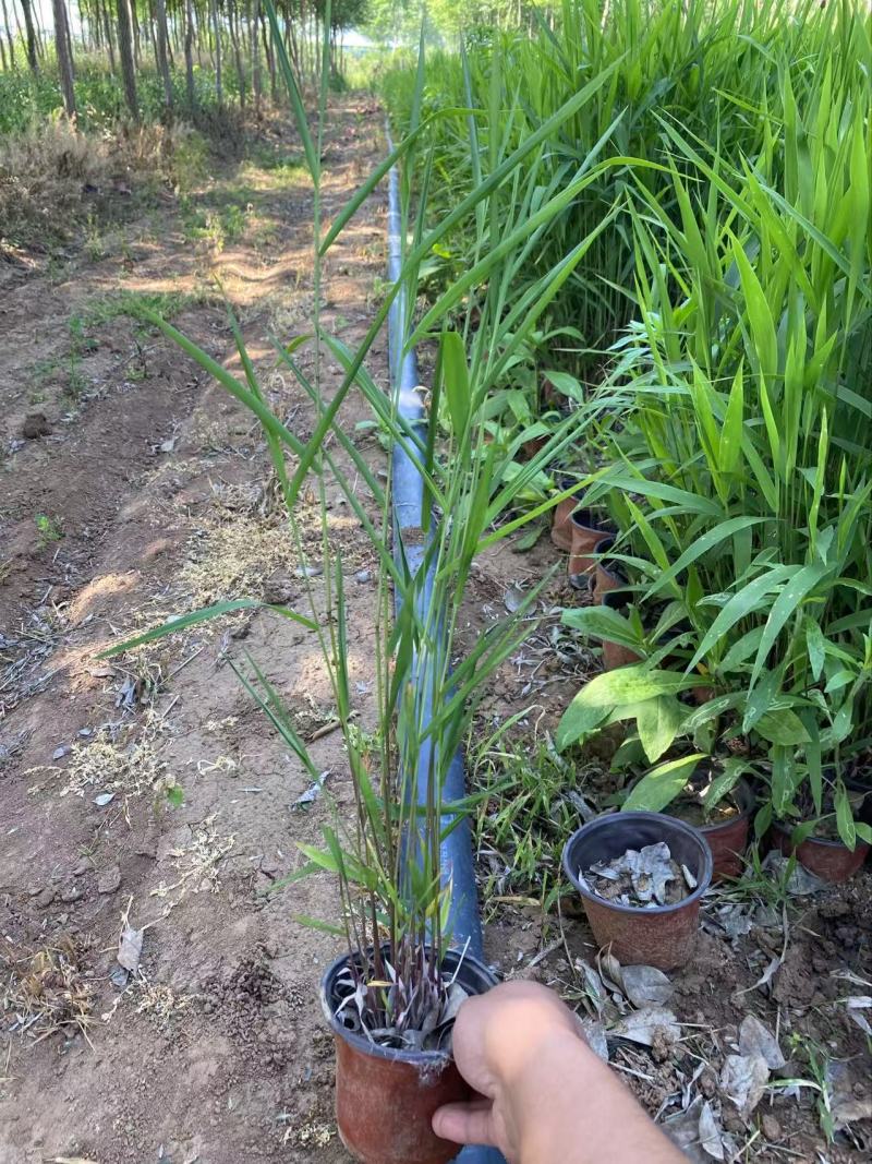 精品小盼草优质小盼草