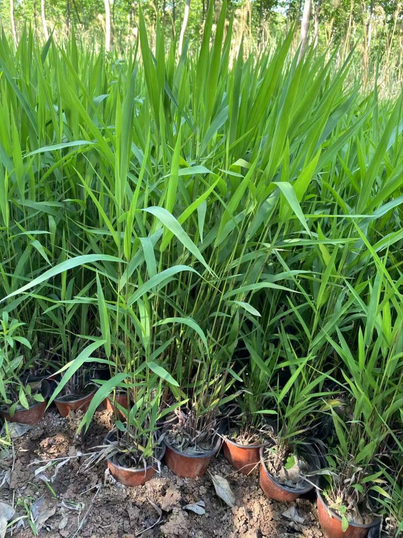 精品小盼草优质小盼草