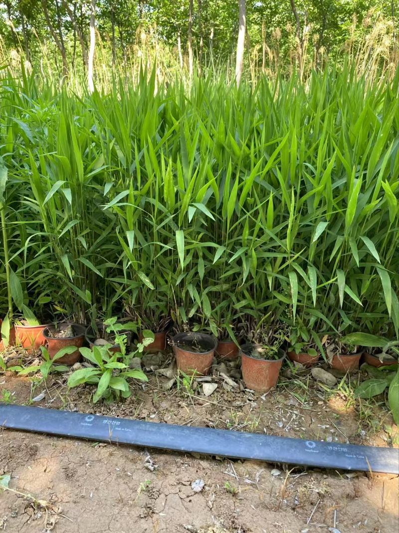 精品小盼草优质小盼草