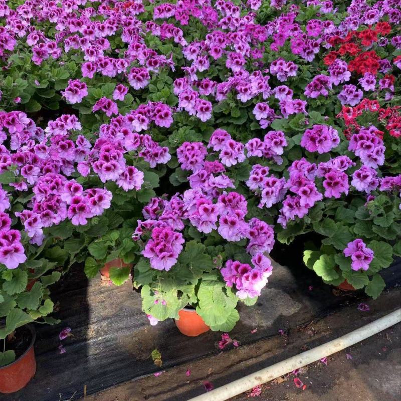 精品蝴蝶梅优质蝴蝶花