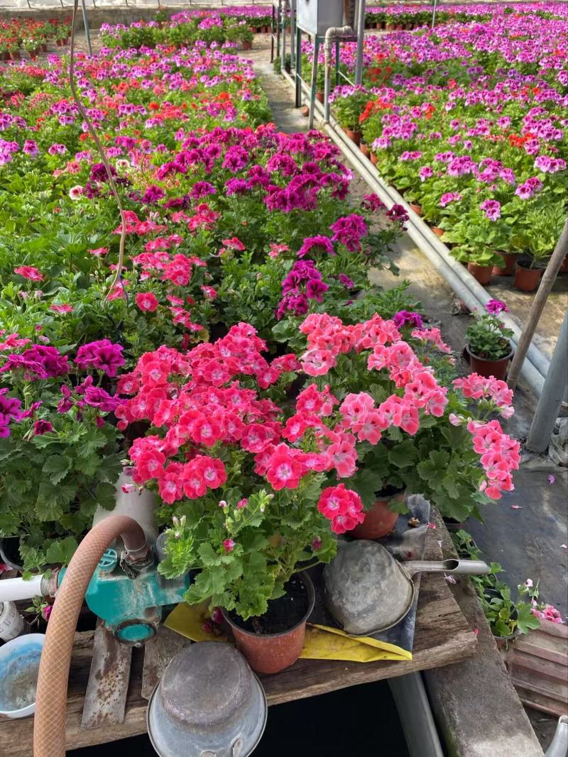 精品蝴蝶梅优质蝴蝶花