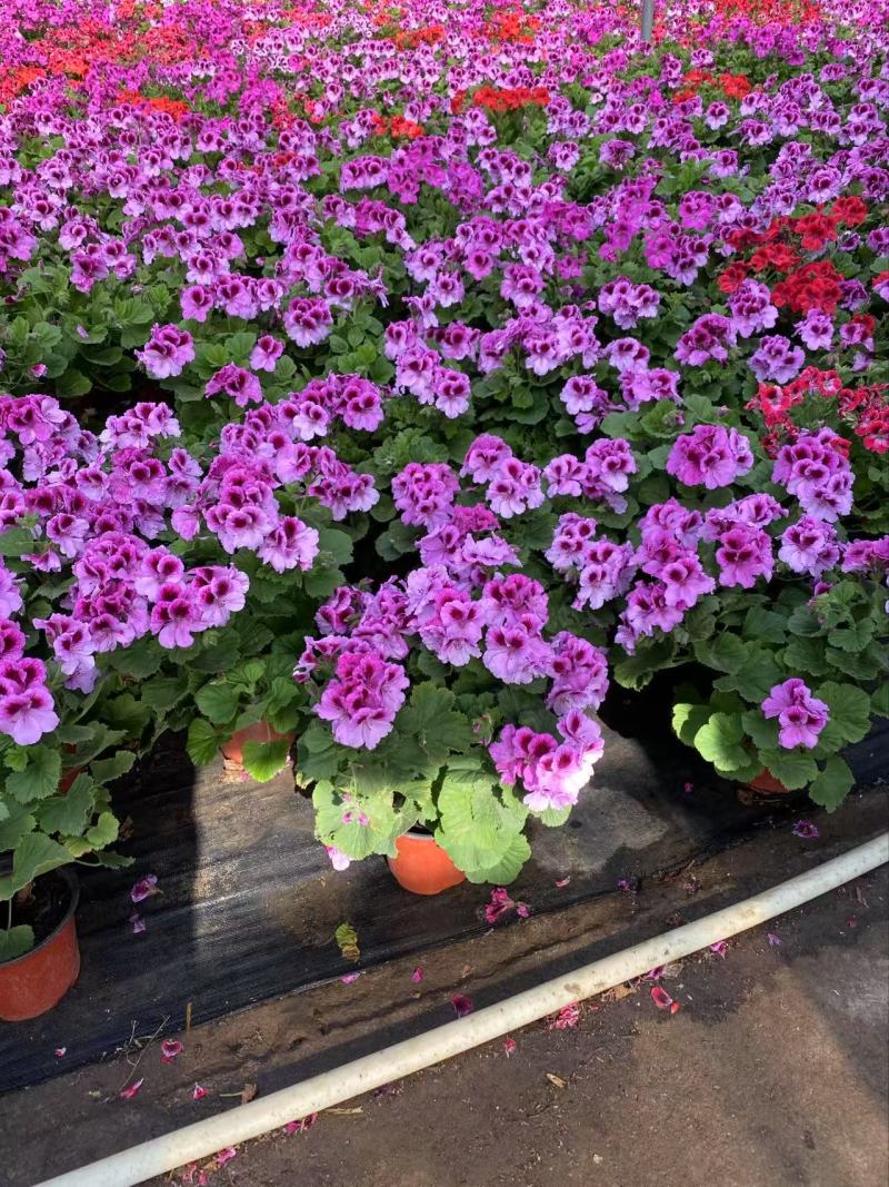 精品蝴蝶梅优质蝴蝶花