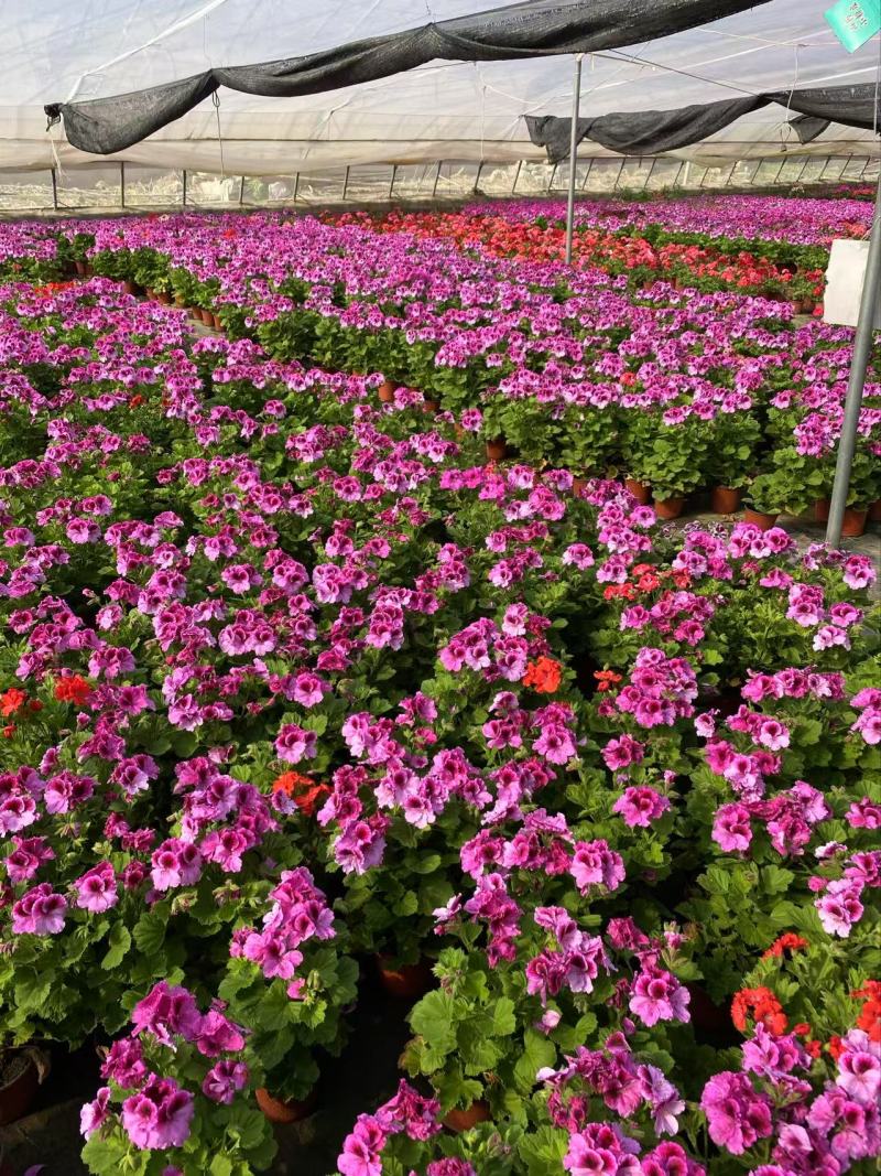 精品蝴蝶梅优质蝴蝶花