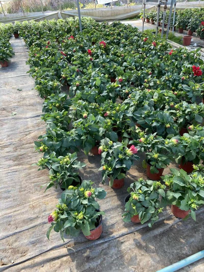 精品大丽花优质大丽花大丽花自产自销