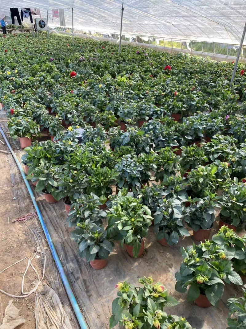 精品大丽花优质大丽花大丽花自产自销