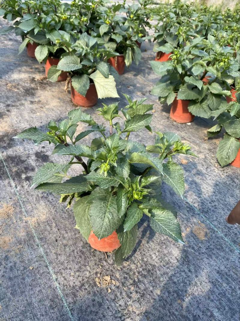 精品大丽花优质大丽花大丽花自产自销