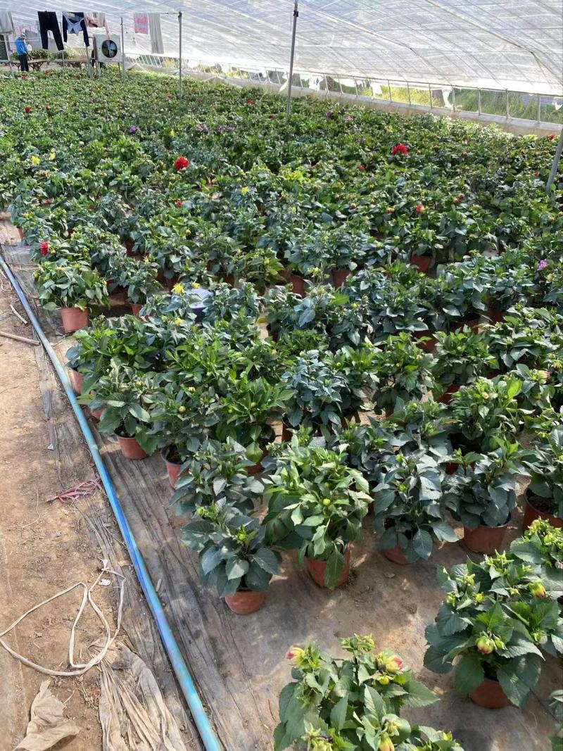 精品大丽花优质大丽花大丽花自产自销