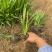 精品蛇鞭菊优质蛇鞭菊蛇鞭菊自产自销