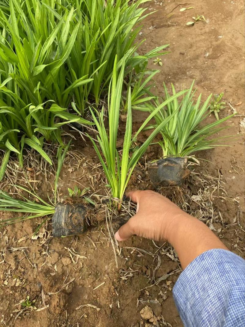 精品蛇鞭菊优质蛇鞭菊蛇鞭菊自产自销