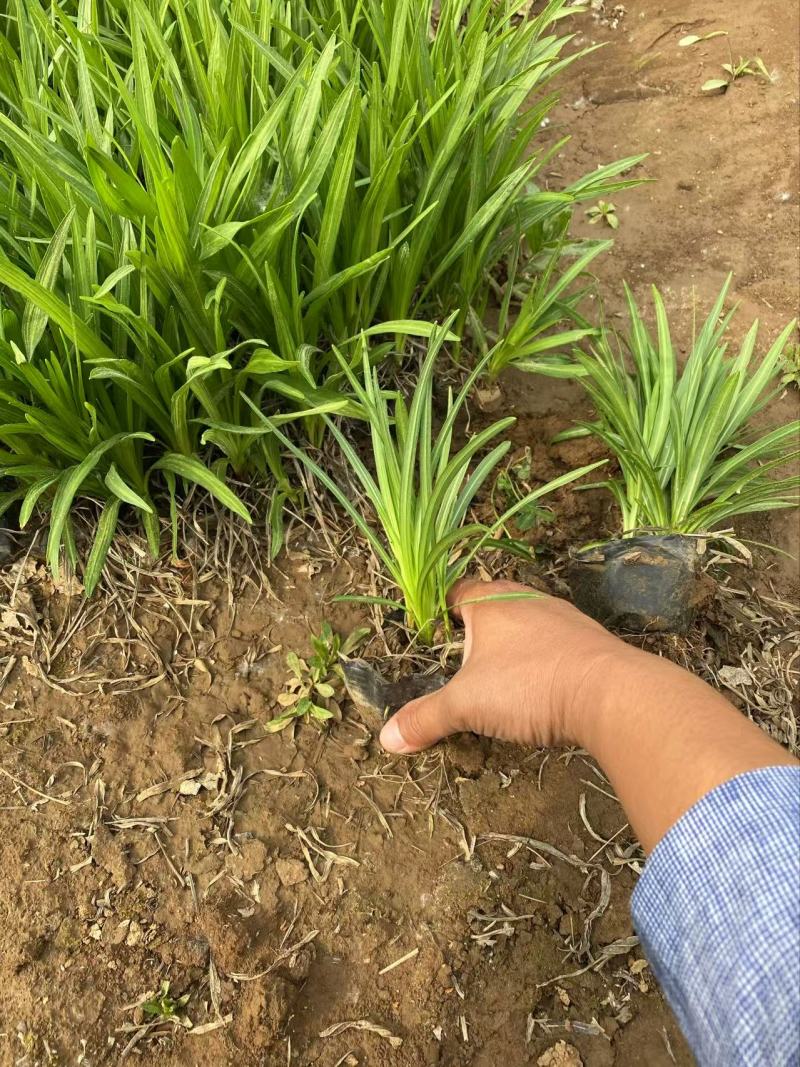 精品蛇鞭菊优质蛇鞭菊蛇鞭菊自产自销