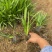 精品蛇鞭菊优质蛇鞭菊蛇鞭菊自产自销