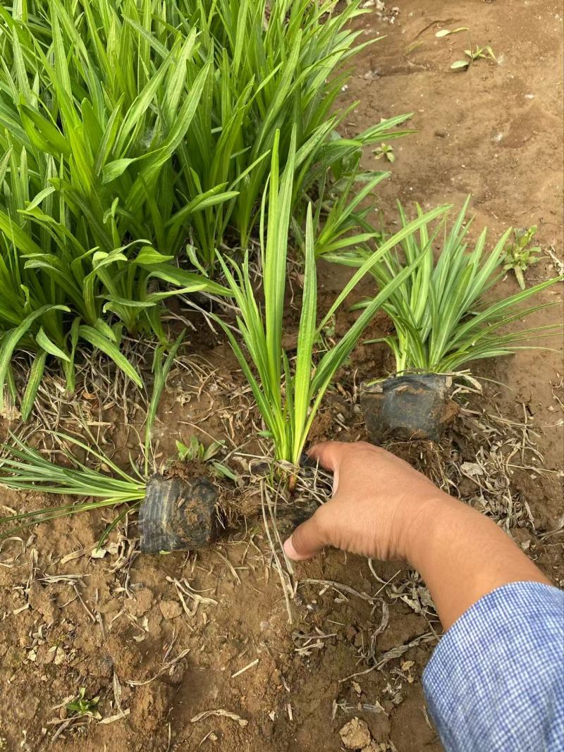 精品蛇鞭菊优质蛇鞭菊蛇鞭菊自产自销