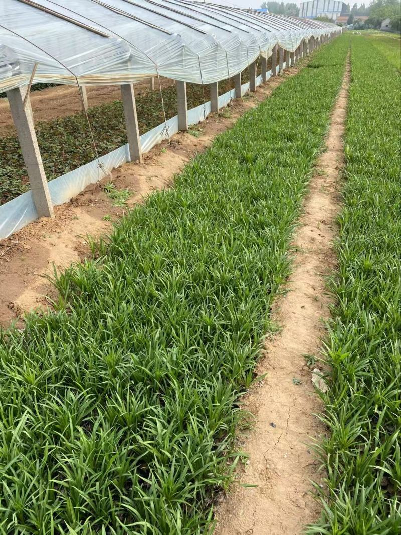 精品蛇鞭菊优质蛇鞭菊蛇鞭菊自产自销