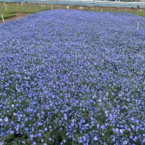 精品蓝花亚麻精品蓝亚麻蓝亚麻自产自销