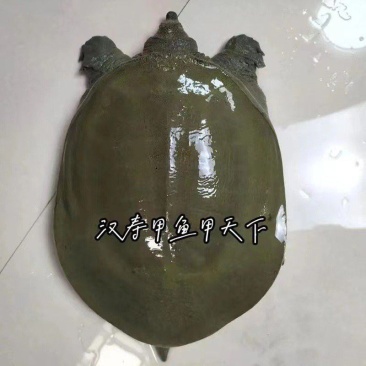 合作社专业养殖甲鱼，以质量求生存，欢迎采购