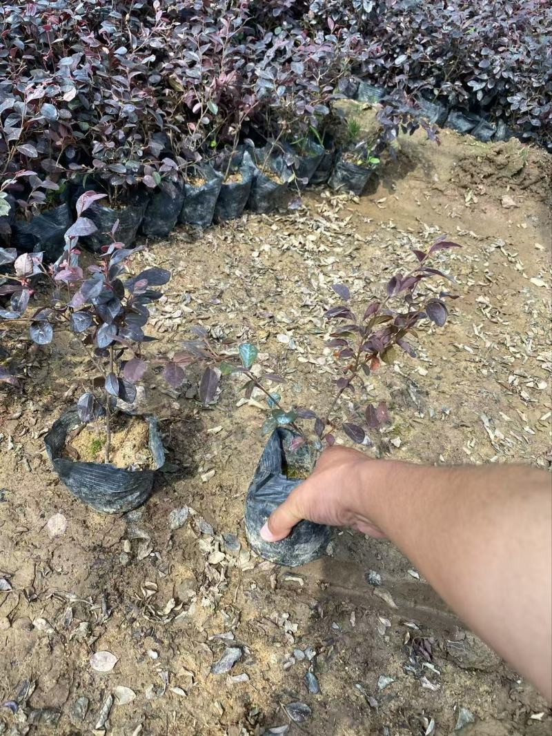 精品红花继木优质红花继木