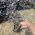 精品红花继木优质红花继木