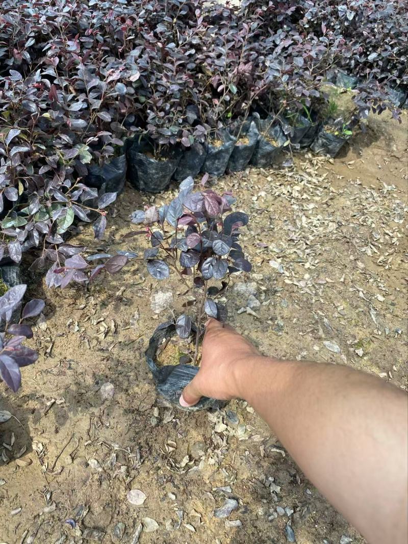 精品红花继木优质红花继木