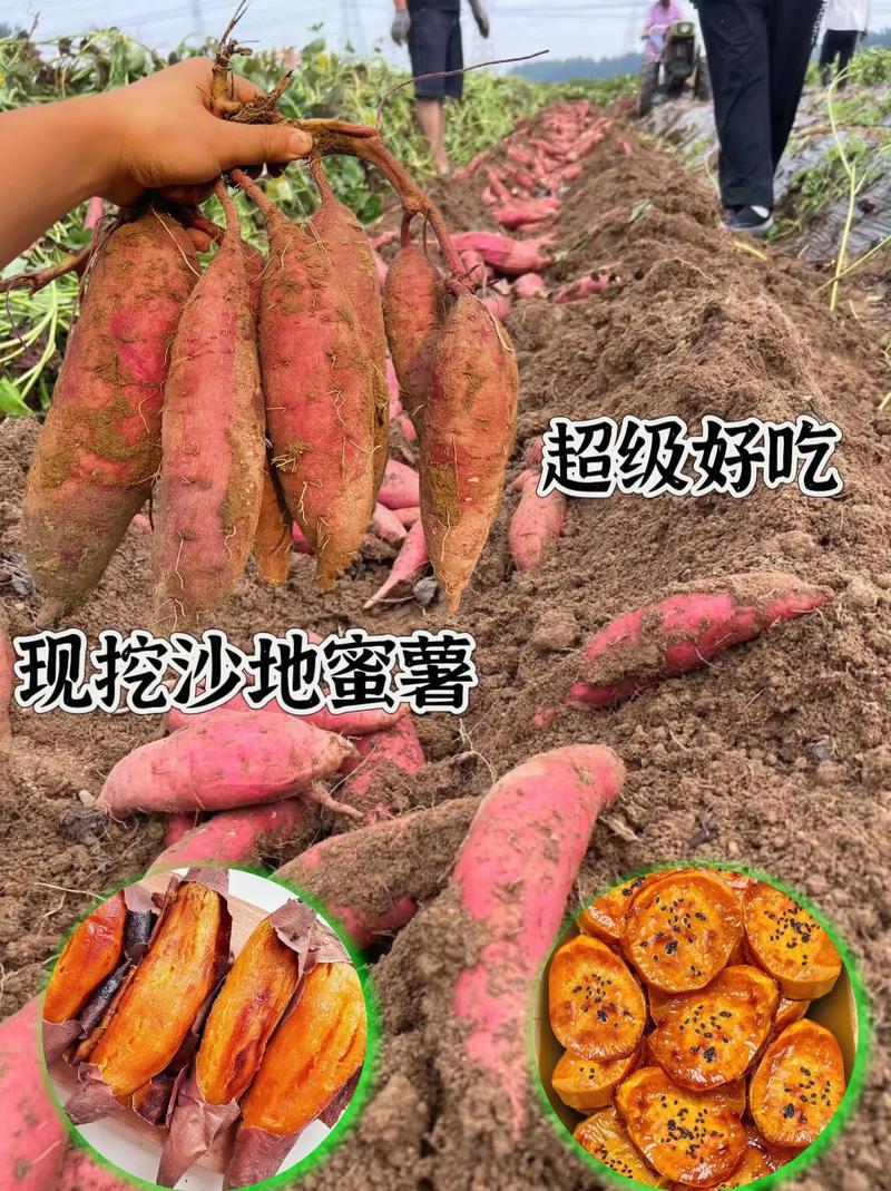 河北烟薯25精品红薯基地直发对接电商市场商超
