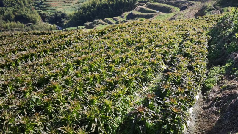 【推荐】莴苣种子，提供技术指导，回头客多，欢迎联系合作