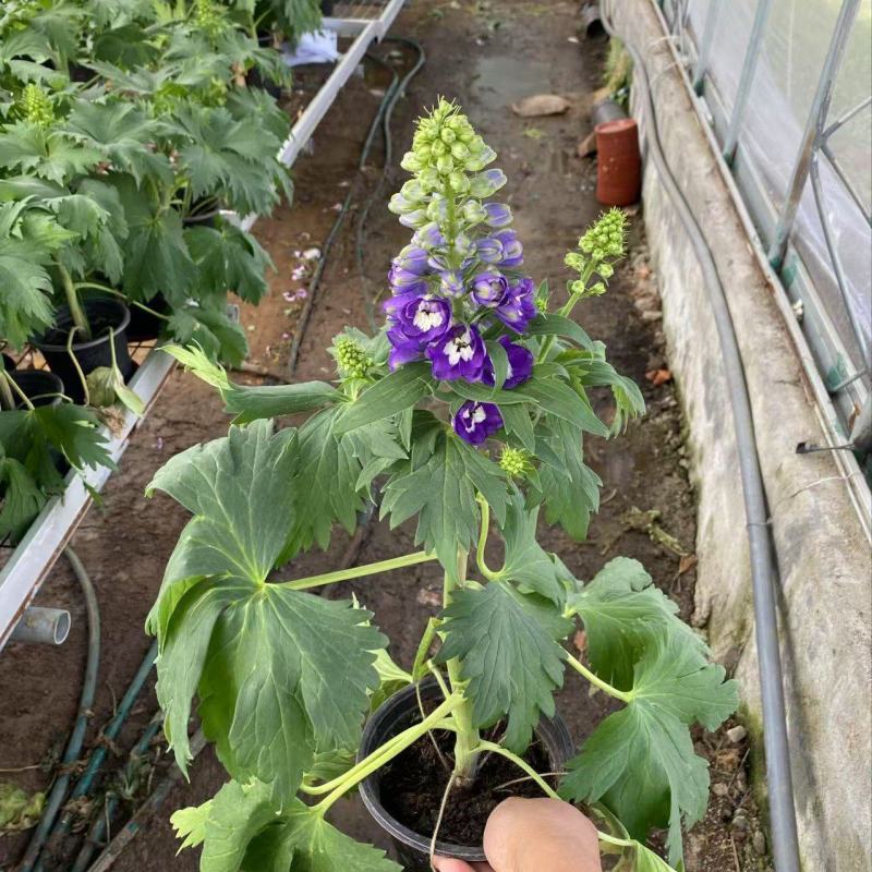 精品大花飞燕草优质大花飞燕草