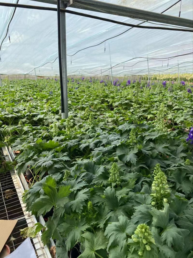 精品大花飞燕草优质大花飞燕草