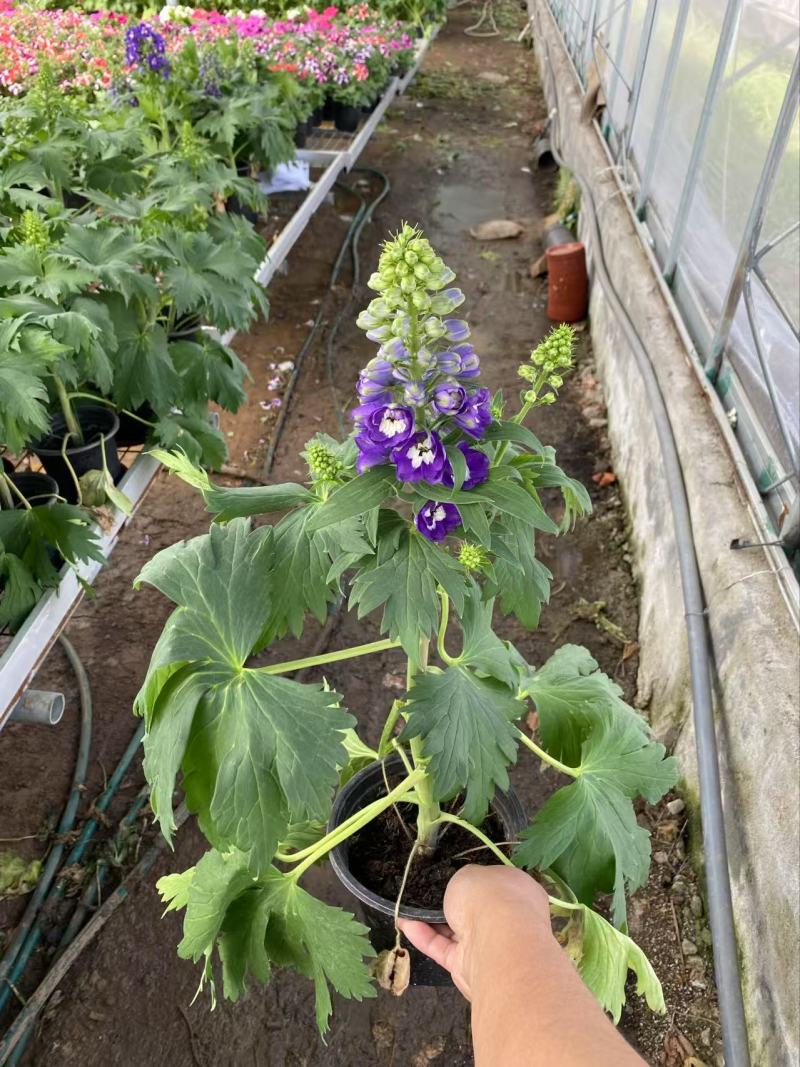 精品大花飞燕草优质大花飞燕草
