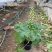 精品大花飞燕草优质大花飞燕草