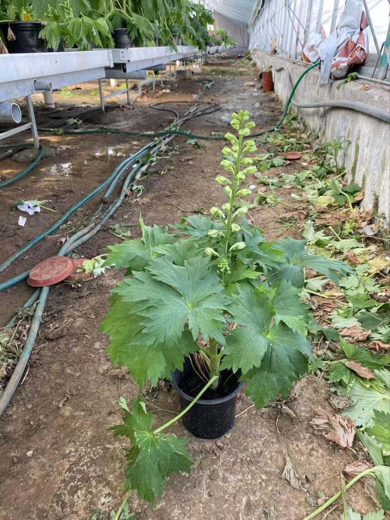 精品大花飞燕草优质大花飞燕草