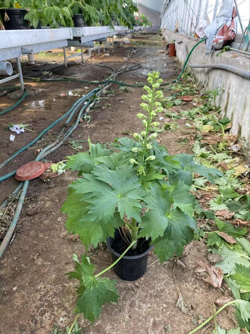 精品大花飞燕草优质大花飞燕草