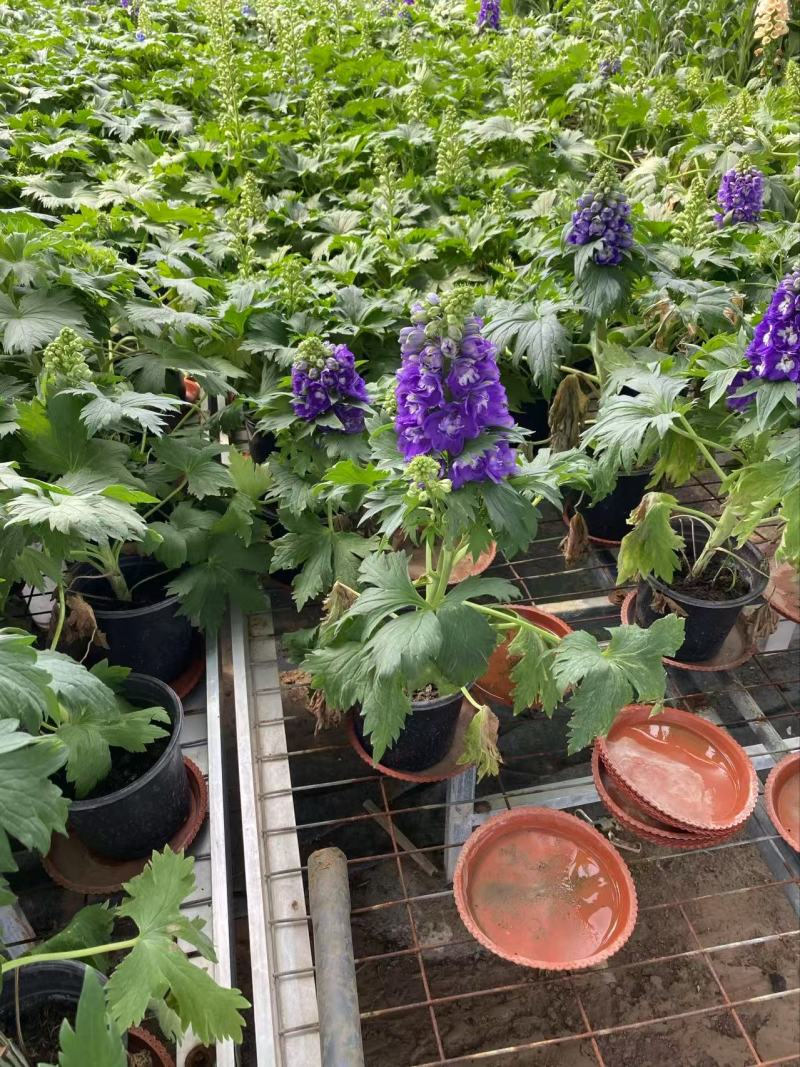 精品大花飞燕草优质大花飞燕草