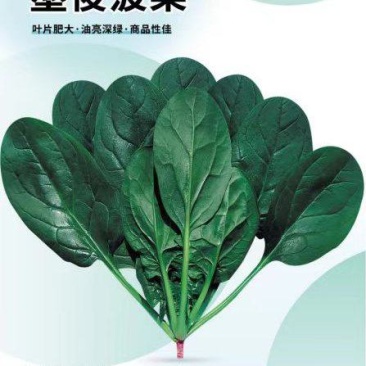 春秋菠菜种子，提供技术指导，回头客多，欢迎联系。