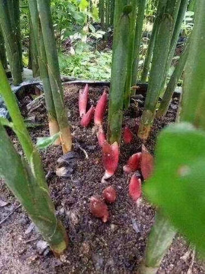阳荷种根