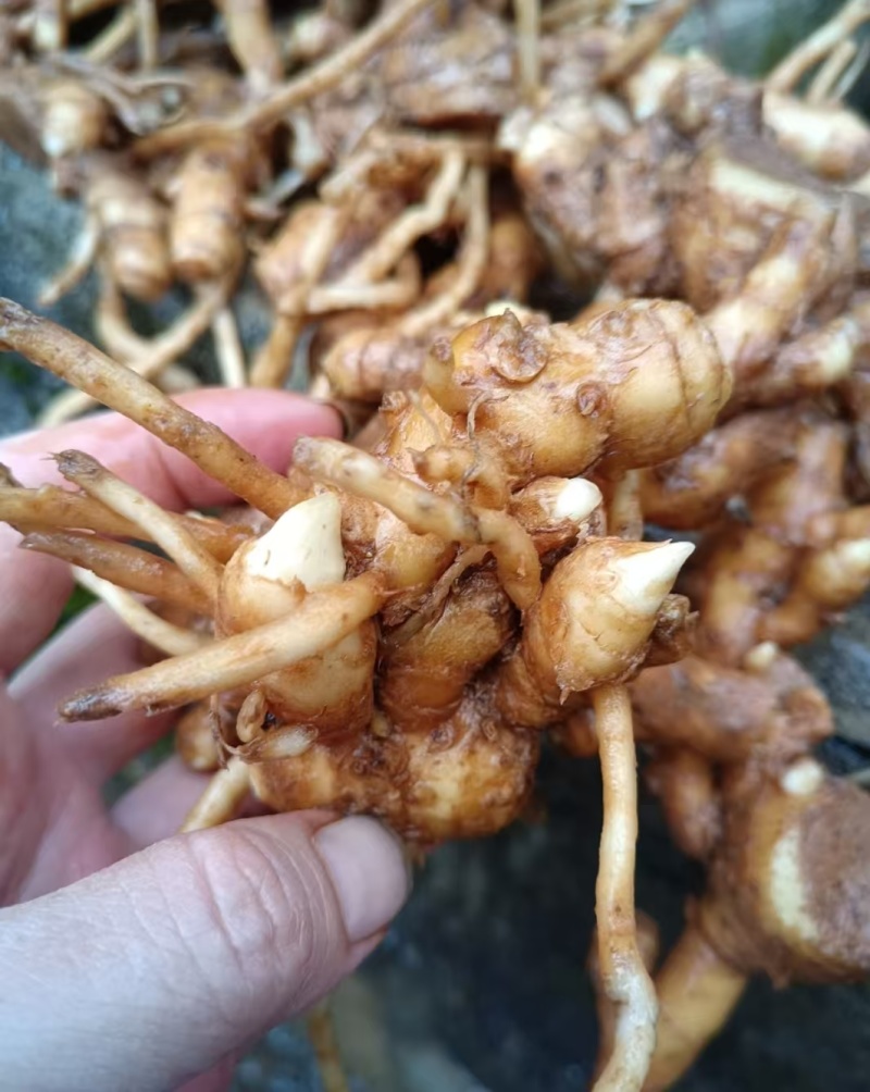 阳荷种根